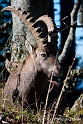 Bouquetin 5968_wm